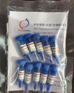 2×Tricine多肽上樣緩沖液（變性，還原，含溴酚藍）